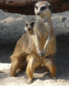 Zoo Hamm, meerkat